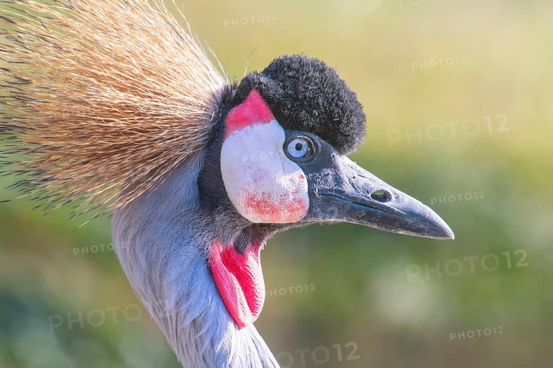 Grey crowned crane Close up portrait (Balearica regulorum) National bird of Uganda