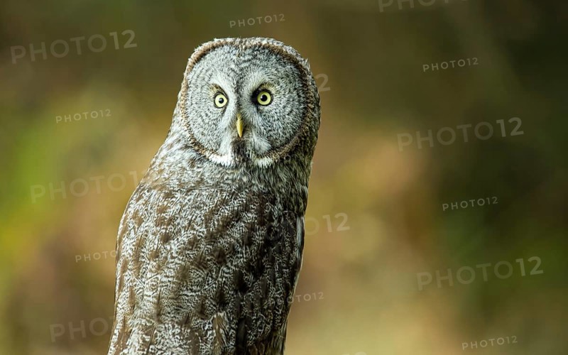Wild Owl in Nature, Color Image, Northern California, USA, North America