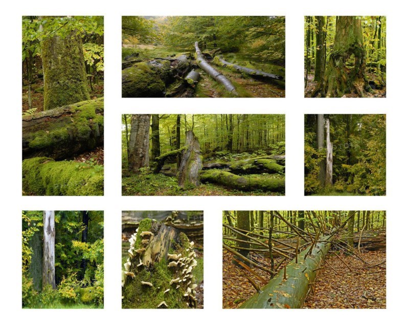 Totholz im Bayerischen Wald. Deadwood in the Bavarian Forest