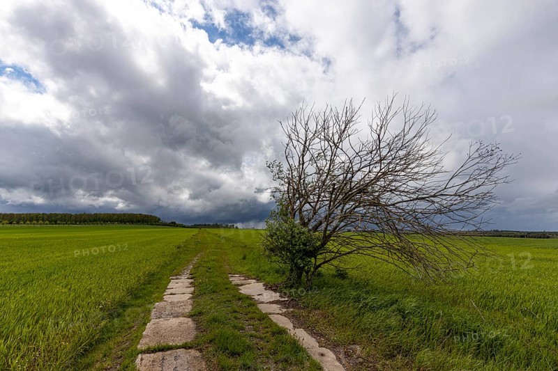 Harz landscape Selketal
