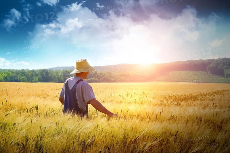 Farmer walking through a golden wheat field