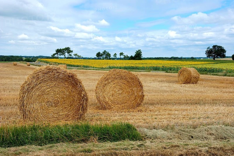 Round straw bales in harvested fields