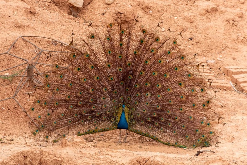 A peacock courtshipping and showing his feathers in Morocco