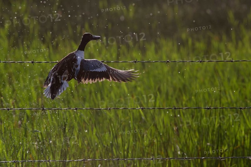 Duck taking flight from pond in Canada