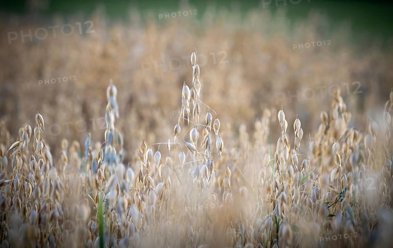 Oat field