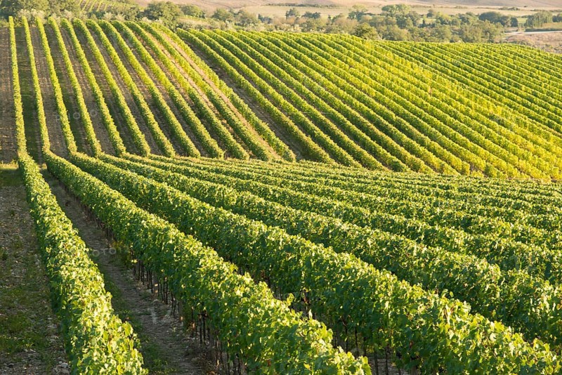 Vineyard in Chianti, Tuscany, Italy, famous landscape, Europe