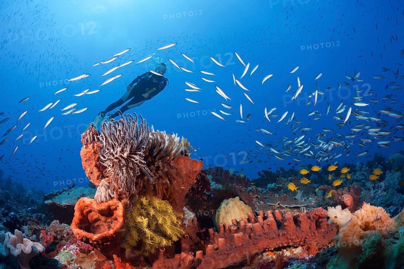 Diver over coral reef, Kai Islands, Moluccas, Indonesia, Asia