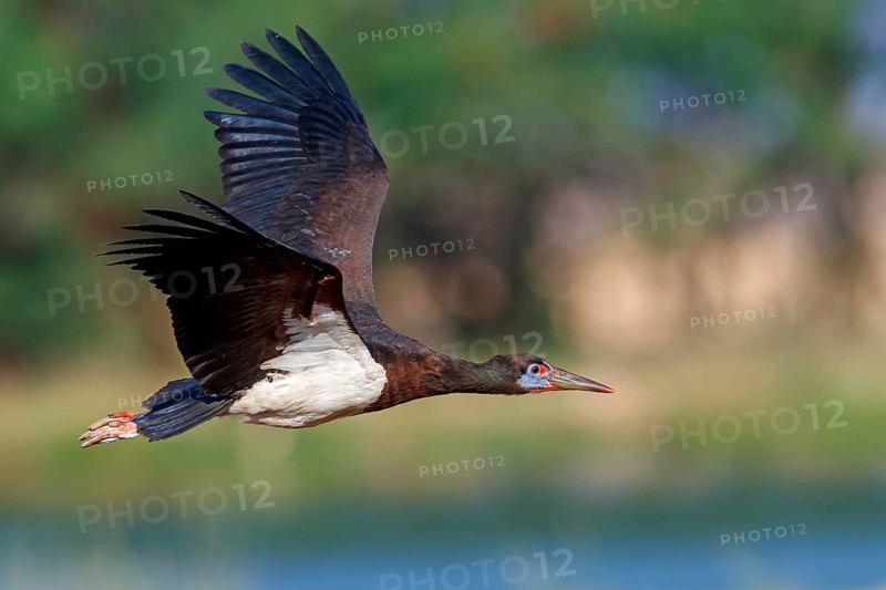 Abdim's stork, rain stork, Abdim, (Ciconia abdimii), African stork species, family of storks, Raysut Water Treatment Plant, Salalah, Dhofar, Oman, Asia