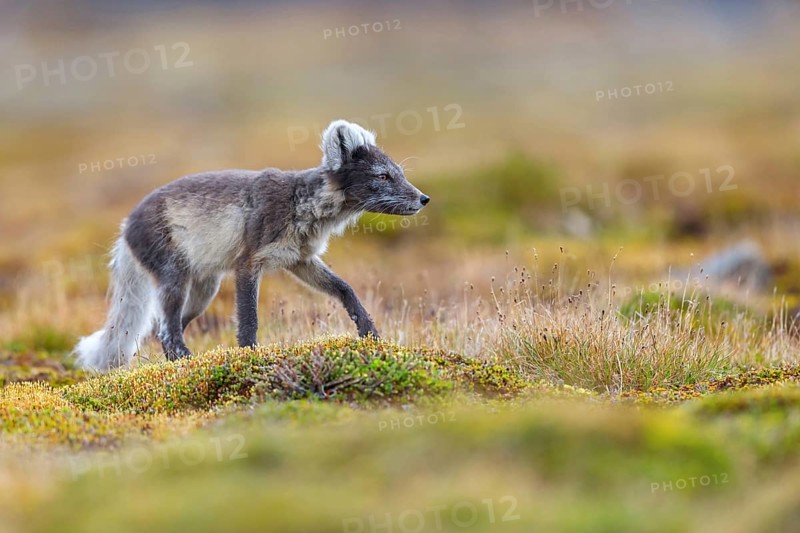 Arctic fox foraging, Arctic fox, (Alopex lagopus), Europe, Norway, Spitsbergen, Longyearbyen, Svalbard / Spitsbergen, Norway, Europe