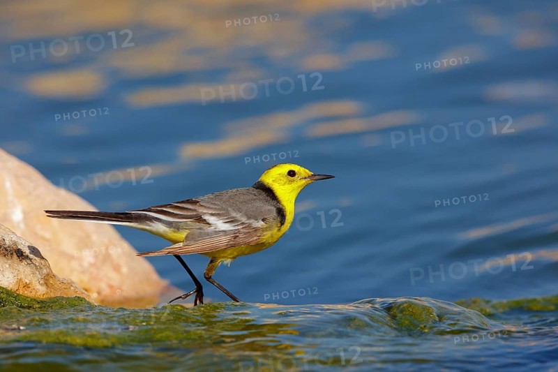 Citrine wagtail, (Motacilla citreola), foraging in a biotope, Middle East, Oman, songbird, family of stilts and pipits, Raysut, Salalah, Dhofar, Oman, Asia