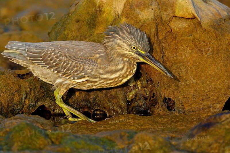 Animals, birds, heron, mangrove heron, (Butorides striatus), foraging in biotope, Quarayyat, Muscat, Muscat, Oman, Asia