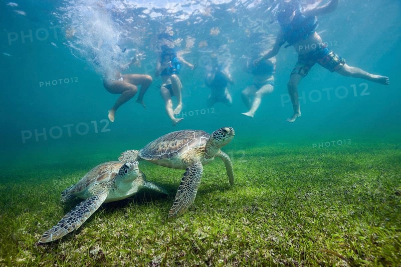 Snorkeller looking at Green turtle, Chelonia mydas, Akumal, Tulum, Mexico, Central America