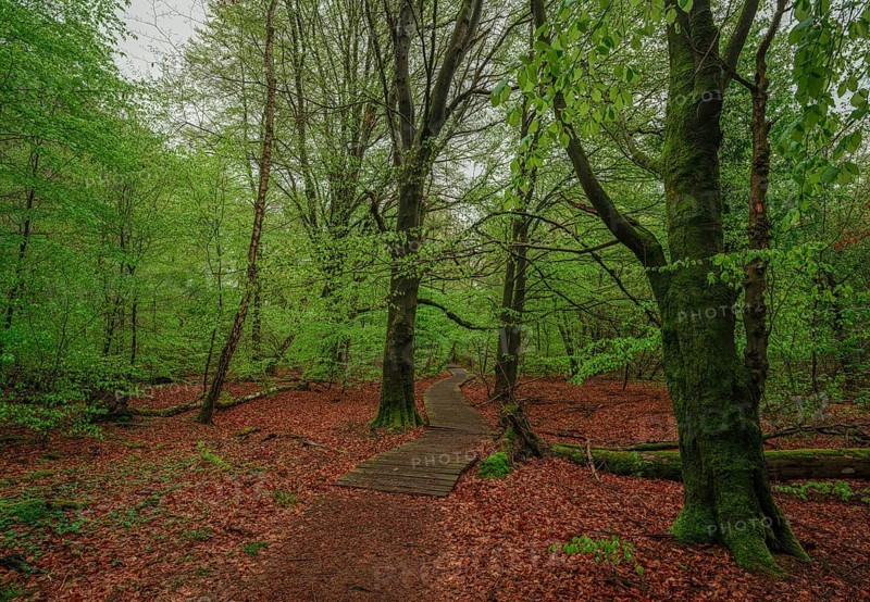 Sababurg primeval forest, Reinhardswald estate district, Hofgeismar, Hesse, Germany, Europe
