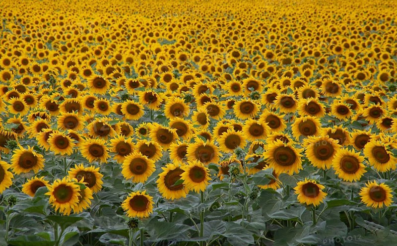 Background sunflower field to the horizon. Blooming fields of agriculture