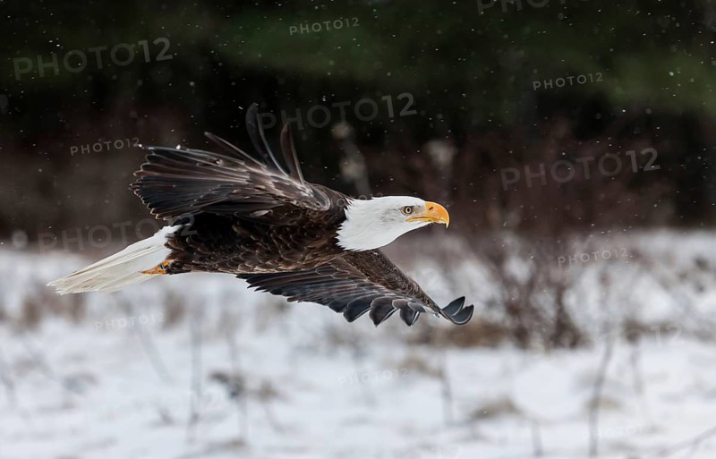 A North American bald eagle (Haliaeetus leucocephalus) at a bird of prey nature reserve