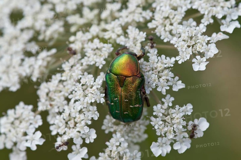 Rosenkaefer, Cetoniinae, flower chafer
