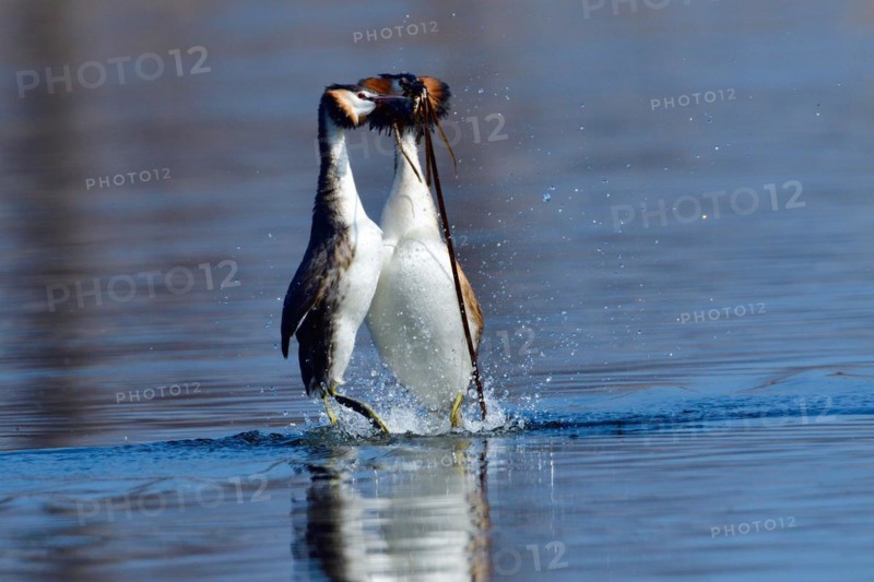 A Great crested grebe pair in a courtship dance. Lake, bird. Great crested grebes during their courtship ritual