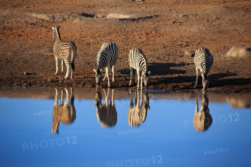 Zebras drinking at a waterhole in Etosha National Park in Namibia