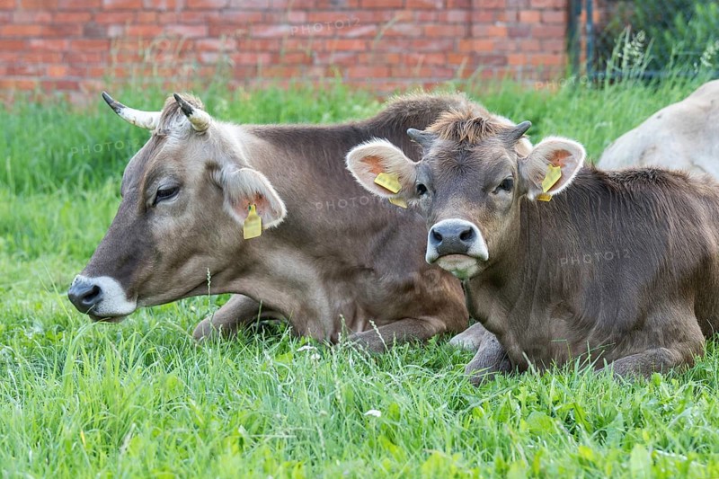 Original Brown Swiss lying on the grass