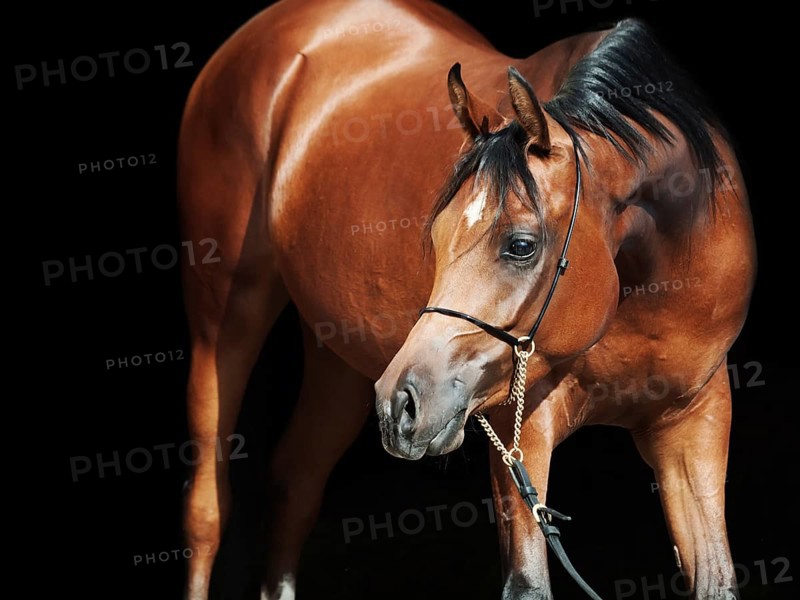 Portrait of young bay arabian filly at black background