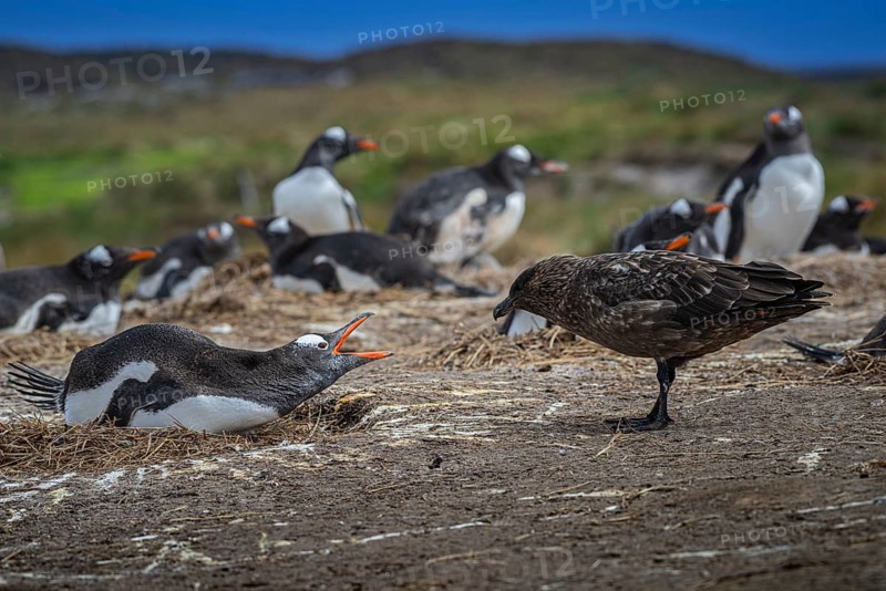 Subantarctic skua, or Brown Skua (Catharacta antarctica), at a breeding colony of gentoo penguins (Pygoscelis papua), Pebble Island, Falkland Islands, Great Britain, South Atlantic, South America