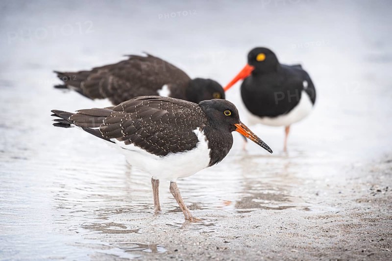 Magellanic oystercatcher (Haematopus leucopodus), Bleaker Island, Falkland Islands Great Britain, South Atlantic
