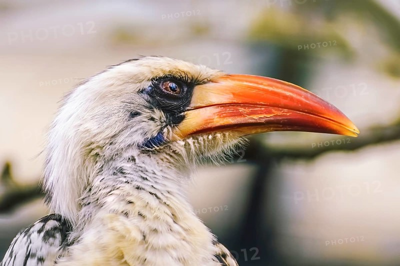 Portrait of Red-Billed Hornbill (Tokus Erythrorhynchus)