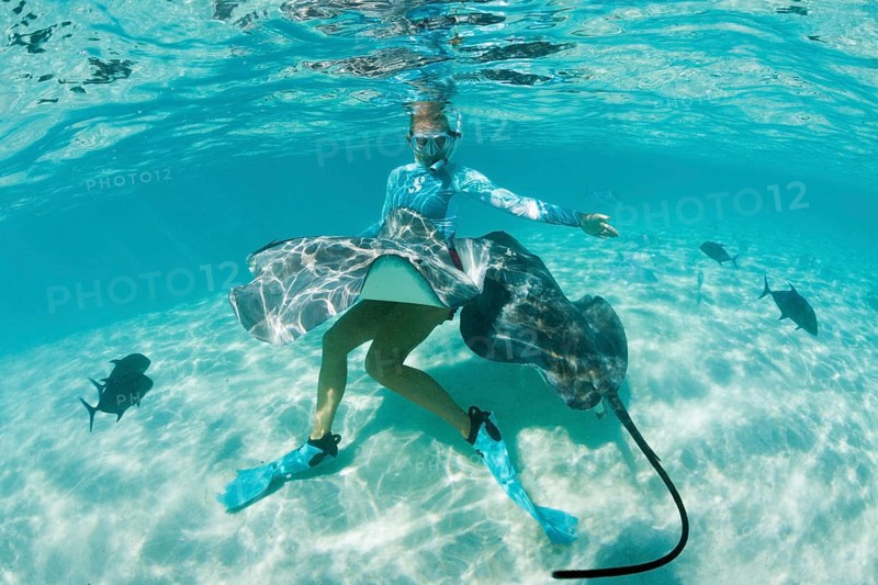 Snorkelling with Pink Whipray in Lagoon, Pateobatis fai, Moorea, French Polynesia | Snorkeling with Pink Whipray in Lagoon, French Polynesia, Oceania