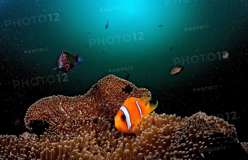 Red Sea Anemonefish, Amphiprion bicinctus, Djibouti, Djibouti, Africa, Afar Triangle, Gulf of Aden, Gulf of Tadjourah, Africa