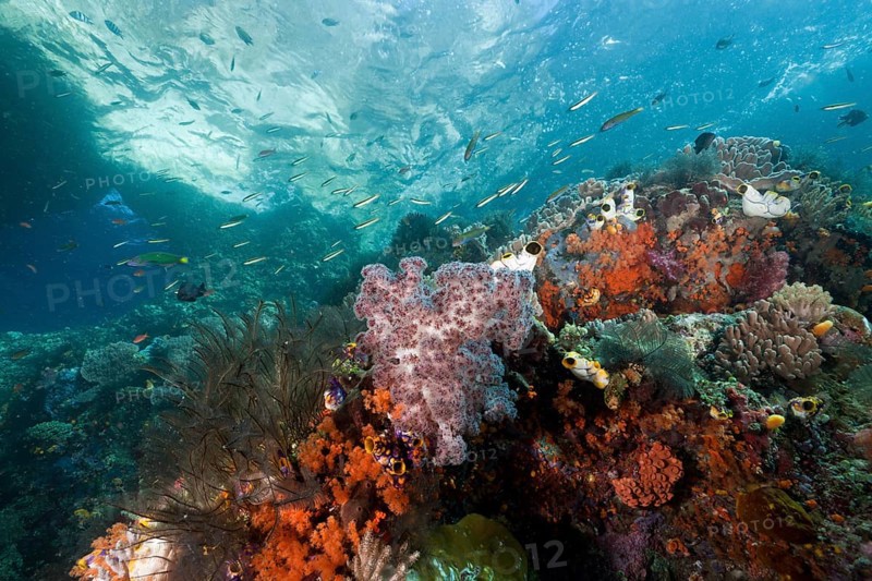 Coral reef, Raja Ampat, West Papua, Indonesia, Asia