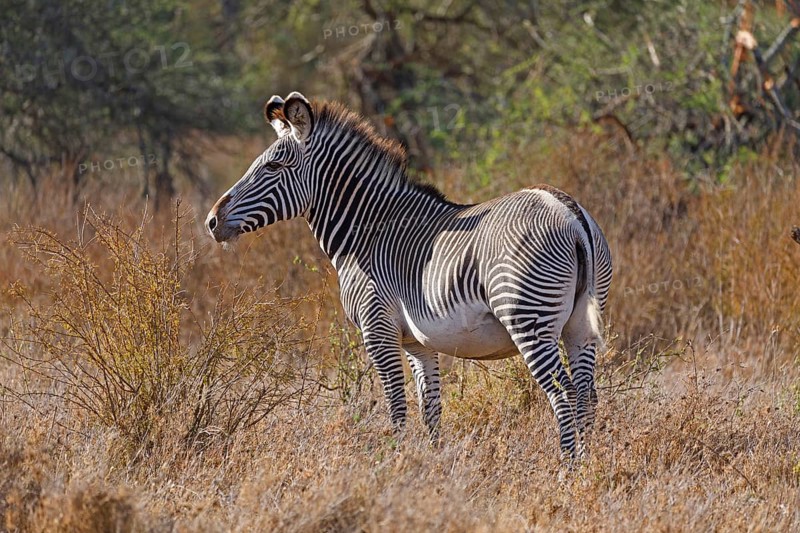 Grevy Zebra (Equus grevyi)