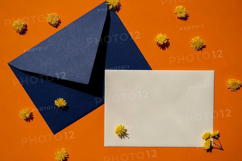 Beautiful little yellow chamomile daisies flowers on postal blue envelope on orange background, empty paper note copy space for text, spring time, greeting card for holiday. Minimalism concept Vivid colors. Creative. Delicate yellow flowers