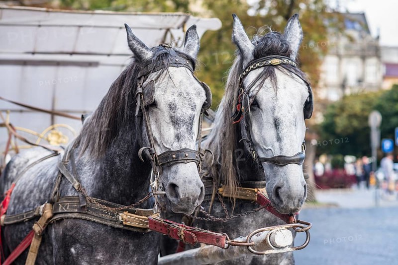 Two light gray horse in harness on the street