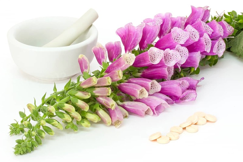 Common foxglove with mortar, pestle and pills over white background Common foxglove with mortar, pestle and pills over white background