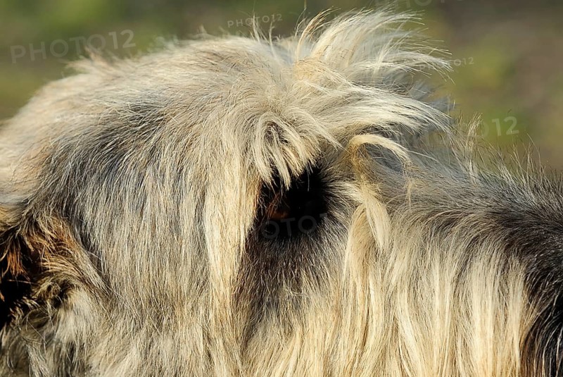 Irish wolfhound (canis lupus familiaris)