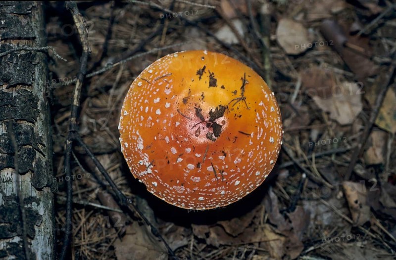 Red fly agaric (Amanita muscaria)
