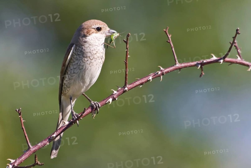 Red-backed shrike (Lanius collurio)