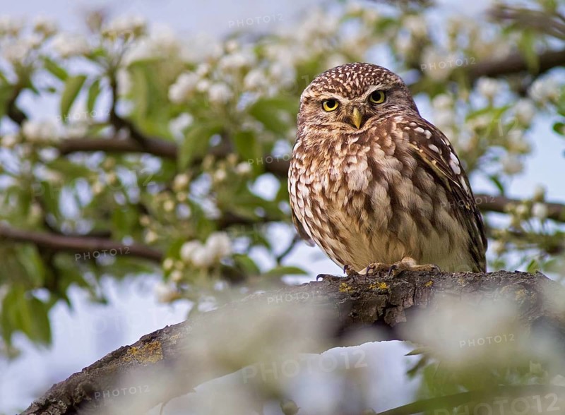 Little owl in cherry blossom (Athene noctua)