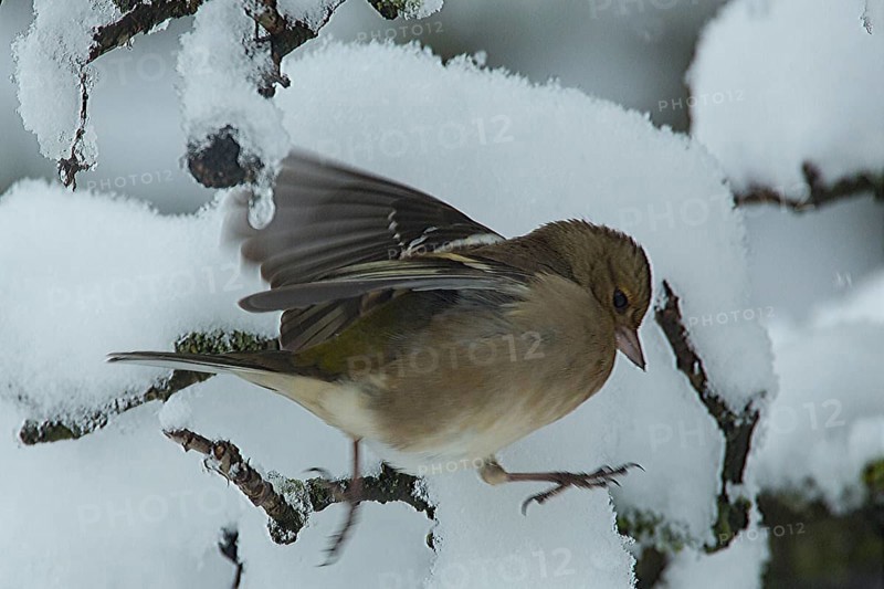 Chaffinch (Fringilla coelebs)