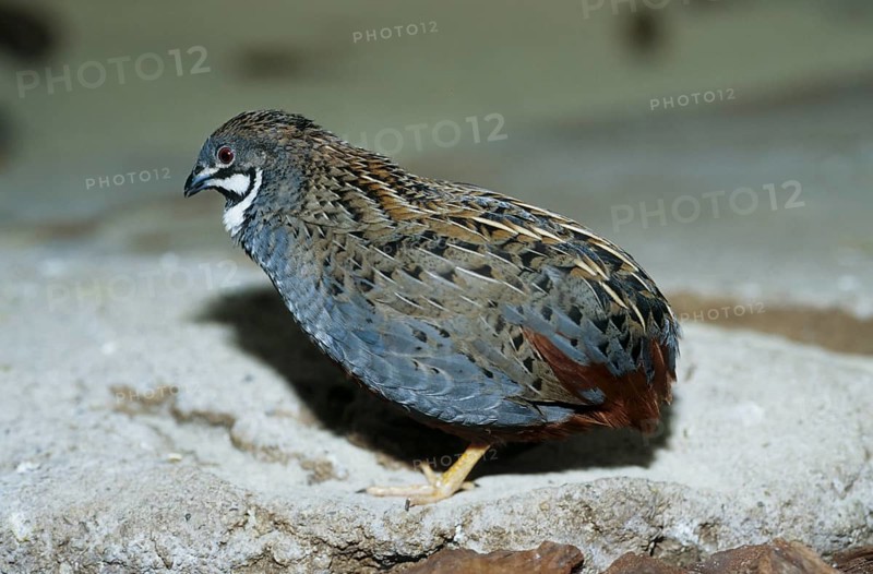 King Quail (Coturnix chinensis)