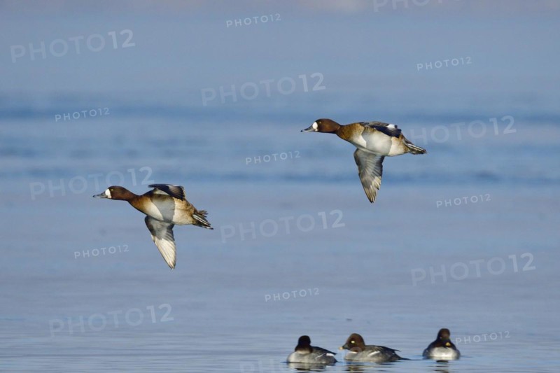 Greater scaup female in winter in saxon. Mountain ducks in winter in Saxony. Aythya marila