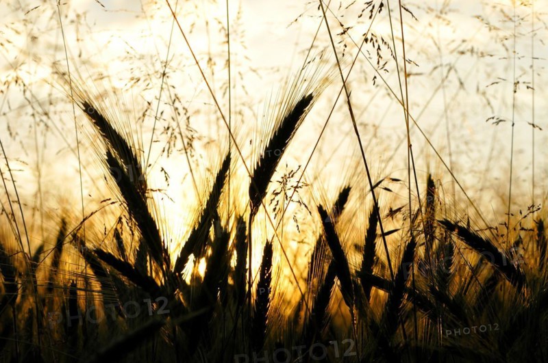 Secale cereale
