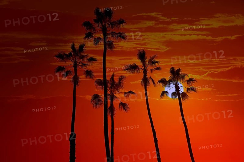 California high palm trees sunset sky silohuette background USA