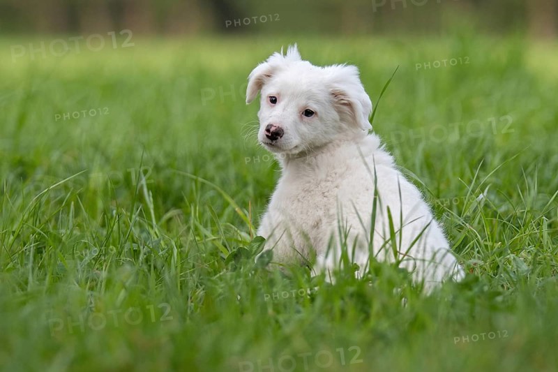 Collie-Labrador mix puppy in the grass