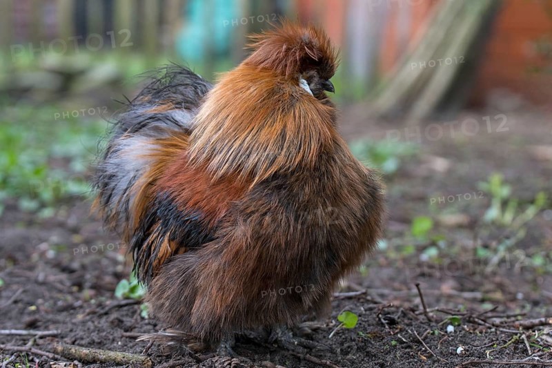 Silk cock in the spout