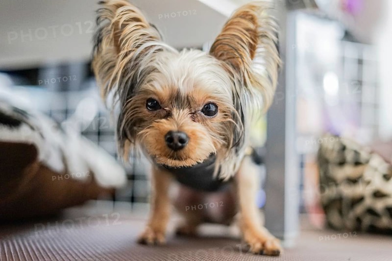 Cute Yorkshire terrier (companion animals). Shooting Location: Tokyo metropolitan area