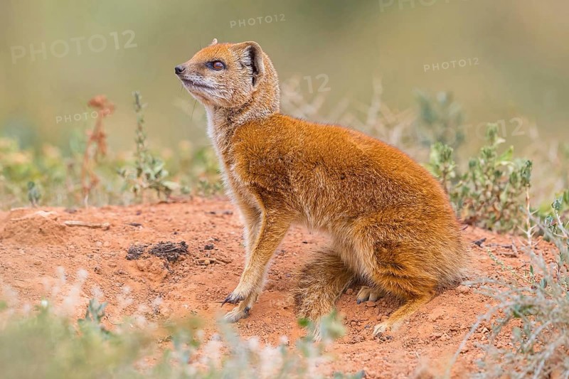 Yellow mongoose (Cynictis penicillata), Addo Elephant National Park, Addo, Western Cape, South Africa, Africa