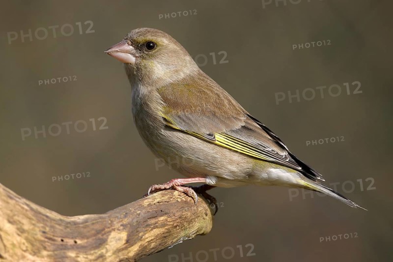 Greenfinch, Greenfinch, European Greenfinch, Western Greenfinch, Carduelis chloris, (Chloris chloris), Battenberg, Hockenheim, Baden-Württemberg, Germany, Europe