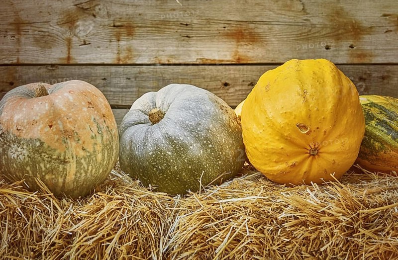 Pumpkins on a Hay against the Wooden Background Varna, Bulgaria, Europe
