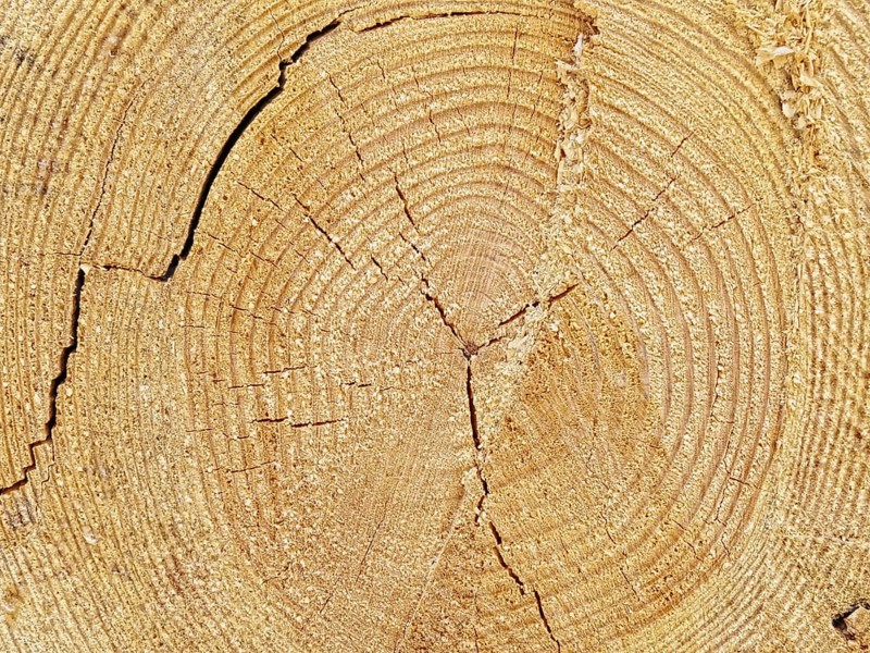 Cutoff log background